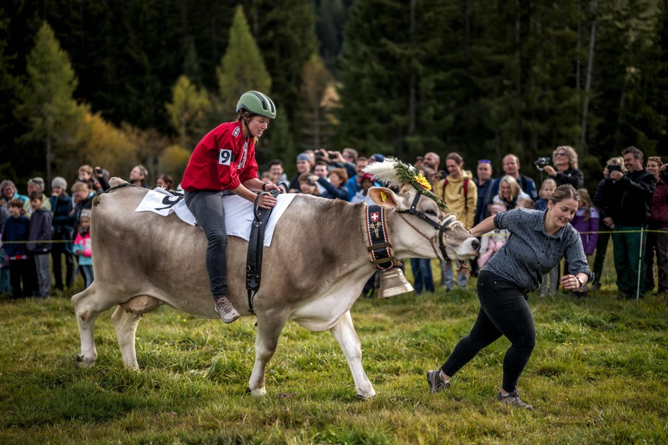 一头母牛准 一头母牛准