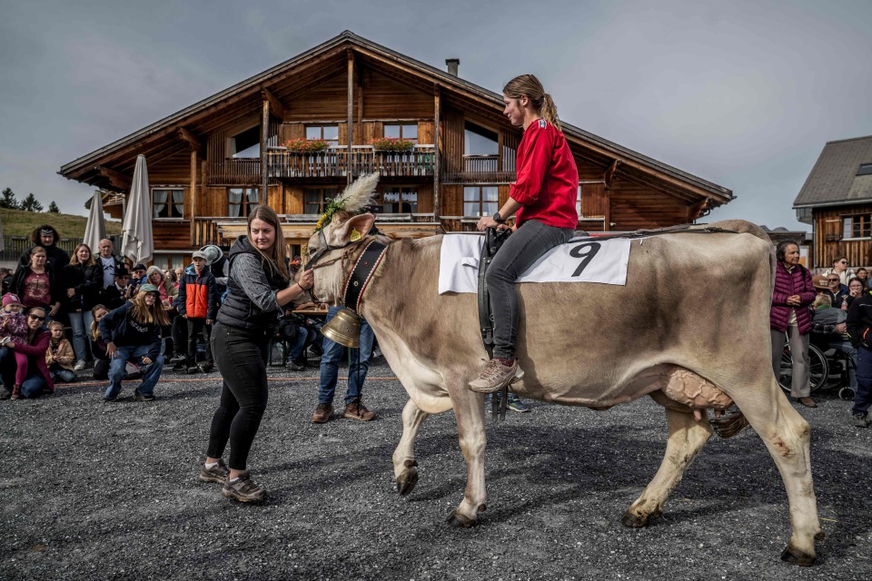 om, 法新, 维尔纳骑着 om, 法新, 维尔纳骑着